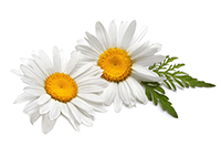 chamomile